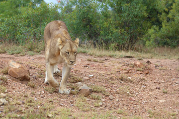 Afrikanischer Löwe / African lion / Panthera leo.