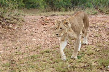 Afrikanischer Löwe / African lion / Panthera leo.