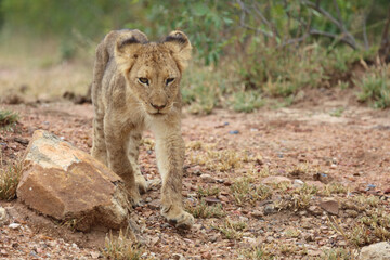 Afrikanischer Löwe / African lion / Panthera leo...