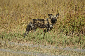 African Wild Dog on Okavango Delta