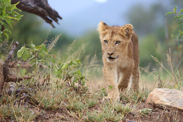 Afrikanischer Löwe / African lion / Panthera leo...