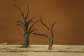 Dead Camel Thorn Trees (Vachellia Erioloba) in Deadvlei, Namibia