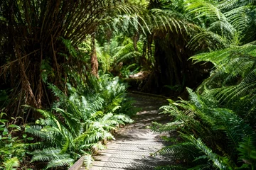 Foto op Plexiglas Cradle Mountain boardwalk walking track in a national park in tasmania australia in spring