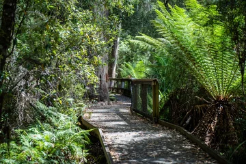 Fototapete Cradle Mountain boardwalk walking track in a national park in tasmania australia in spring