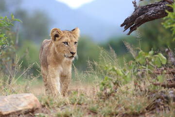 Naklejka na ściany i meble Afrikanischer Löwe / African lion / Panthera leo...