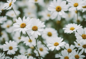 Fototapeta premium White Floral Pattern with Leaves and Flowers in a Meadow
