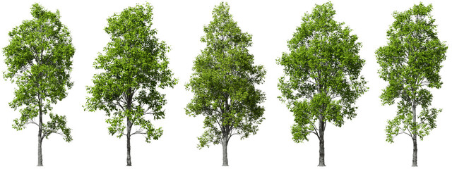 Cutout environmental trees growth shapes set transparent backgrounds 3d render png file - obrazy, fototapety, plakaty