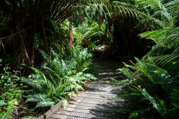 boardwalk walking track in a national park in tasmania australia in spring