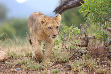 Afrikanischer Löwe / African lion / Panthera leo...