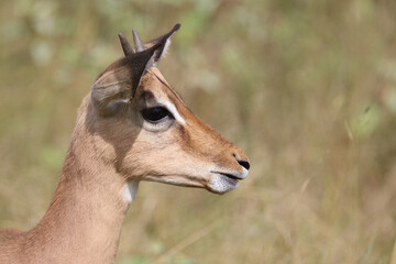 Schwarzfersenantilope / Impala / Aepyceros melampus.