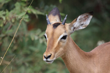 Schwarzfersenantilope / Impala / Aepyceros melampus.