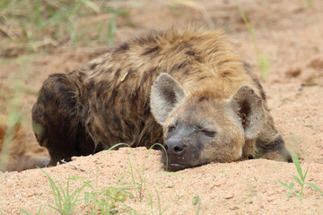 Tüpfelhyäne / Spotted hyaena / Crocuta crocuta