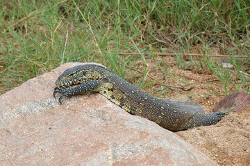 Nilwaran / Nile monitor / Varanus niloticus