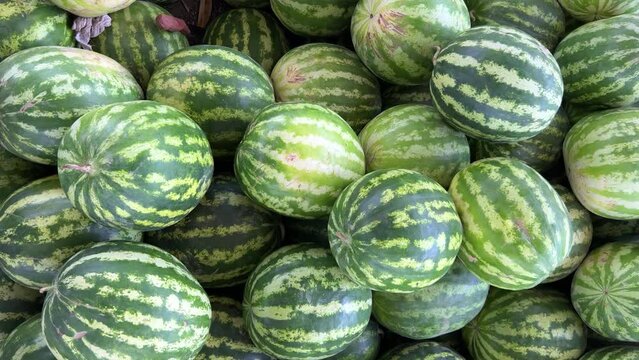 Watermelons on the fruit and vegetable market. Uzbekistan - June 29, 2023: Goods and traders at the Oriental Bazaar. Siab Bazaar is the largest and oldest bazaar in Samarkand. 4K