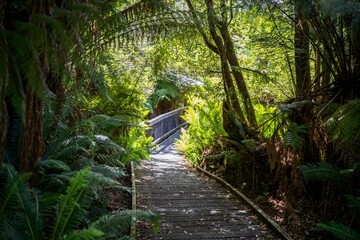 boardwalk walking track in a national park in tasmania australia in spring