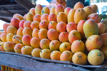 Display of Mangga Podang (Podang Mango variety) or Mangga Kenyot on a market stall. Originated from Kediri, East Java, Indonesia. Known for its vibrant red-orange skin, with sweet and juicy flesh.