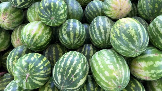 Watermelons on the fruit and vegetable market. Uzbekistan - June 29, 2023: Goods and traders at the Oriental Bazaar. Siab Bazaar is the largest and oldest bazaar in Samarkand. 4K