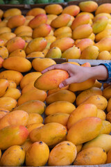Hand if asian woman picking Mangga Podang (Podang Mango variety) or Mangga Kenyot on a market stall. Originated from Kediri, East Java, Indonesia. 