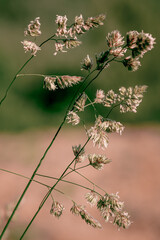 flowers in the garden