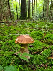 mushrooms in the forest