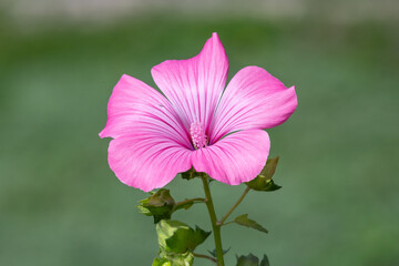 Close up of a rose mallow (malva trimestris) flower in bloom