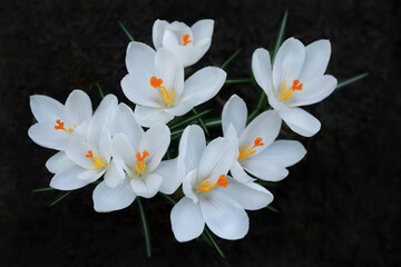 White Crocus in early spring. Crocus Iridaceae. Iris Family. White crocuses field flowers. Early Spring time background. Magic blooming spring flower. Springtime background banner. Valentine's day