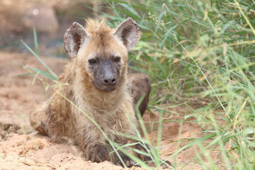 T&uuml;pfelhy&auml;ne / Spotted hyaena / Crocuta crocuta