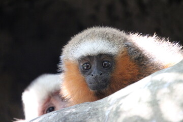 Naklejka premium tailed lemur