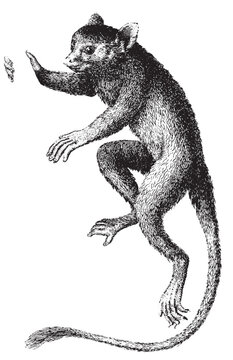 tarsius primate handcrafted illustration