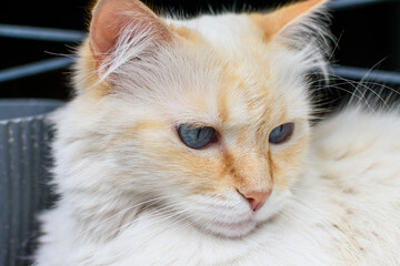 Retrato primer plano de hermosa gatita blanca con manchas color miel en la cara. 