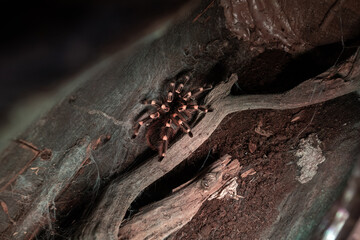 A view into the clipped terrarium.