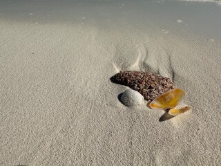 Coquillage sur le sable