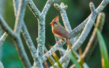 female cardinal perched on tree branch