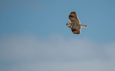 short-eared owl in winter snow
