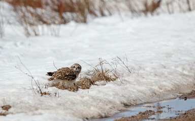 short-eared owl in winter snow
