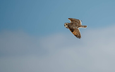 short-eared owl in winter snow