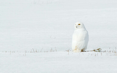male snowy owl resting in winter snow