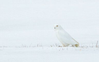 male snowy owl resting in winter snow