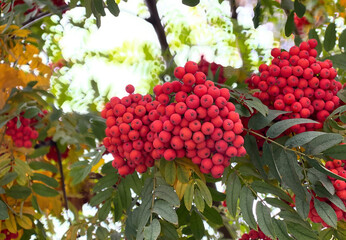 Obraz premium A bunch of red rowan berries on a tree