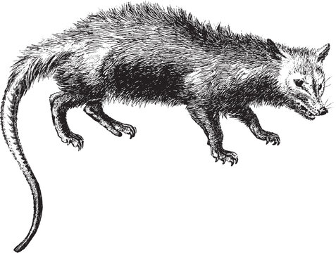 virginian opossum handcrafted illustration