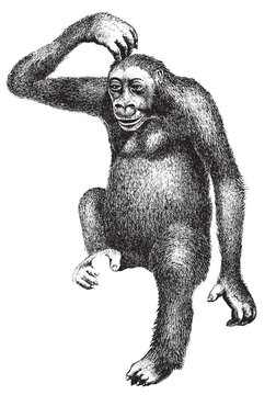 gorilla handcrafted illustration