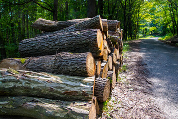 Road to Dregely Castle in Borzsony mountain