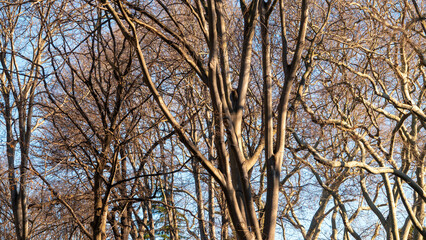 Old trees of Istanbul Gulhane park with dried branches with blue sky in a winter day. Sultanahmet, Istanbul, Turkey