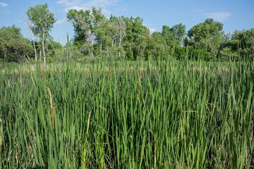 Cattails