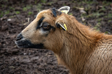 Fototapeta premium Portrait of a young goat, close-up