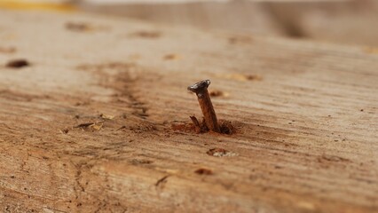 Close-up of a single rusty nail protruding from a weathered wooden plank.
