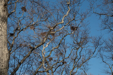Pelican and bird nests on the dried tree branches against the blue sky in Gulhane park istanbul. A big mother pelican coming her own nest