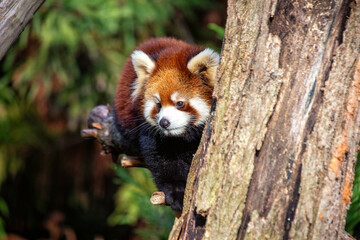 Red Panda (Ailurus fulgens) in the Himalayan Forests