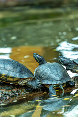 Obraz premium Red-eared Slider Turtle (Trachemys scripta elegans) in North America