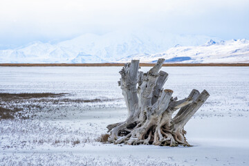 Dead tree on dryed area of Great Salt Lake in Utah